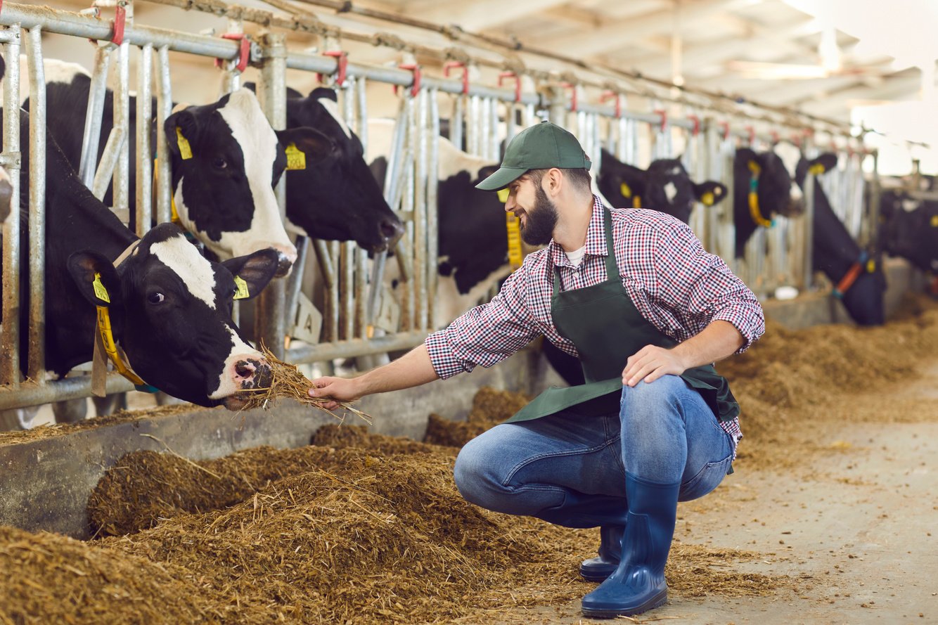 Happy, Caring Dairy Farm Worker Sitting near Stable in Barn and Feeding Cow with Hay